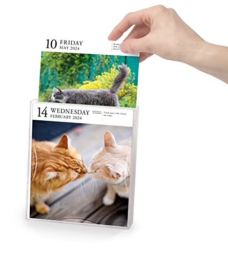 Cat Page-A-Day Gallery Calendar 2024: A Delightful Gallery of Cats for ...